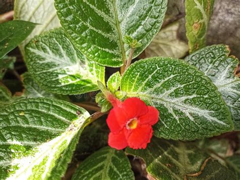 fireviolet|Episcia cupreata